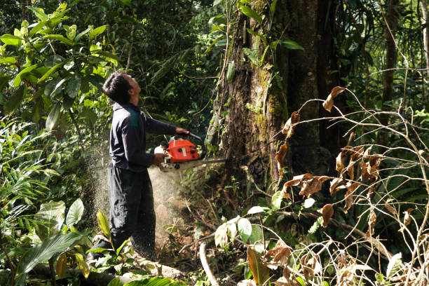 Trusted Loma Rica, CA Tree Services Experts