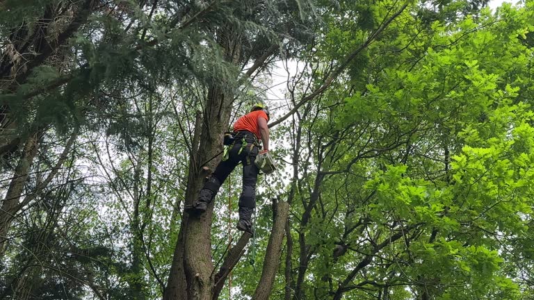 Trusted Loma Rica, CA Tree Services Experts