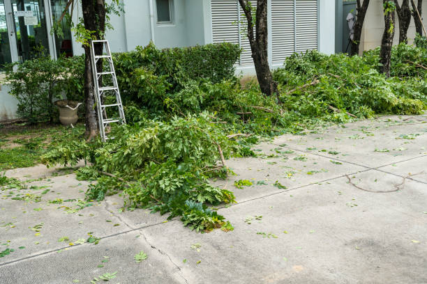 Tree and Shrub Care in Loma Rica, CA