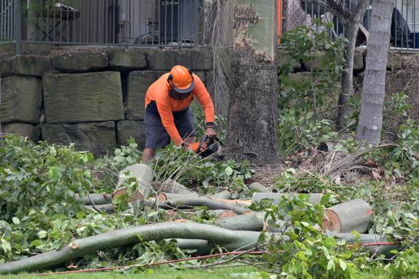 How Our Tree Care Process Works  in  Loma Rica, CA